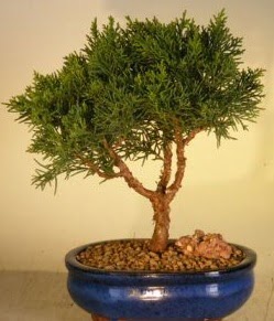 Servi am bonsai japon aac bitkisi  Antalya Asya iek yolla 