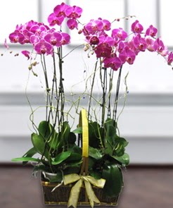 7 dall mor lila orkide  Antalya Asya iek gnderme sitemiz gvenlidir 