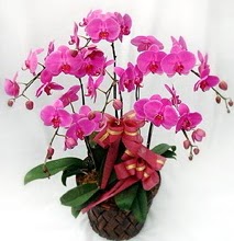 Sepet ierisinde 5 dall lila orkide  Antalya Asya ucuz iek gnder 