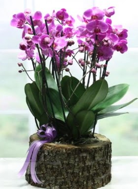 Ktk ierisinde 6 dall mor orkide  Antalya Asya ucuz iek gnder 