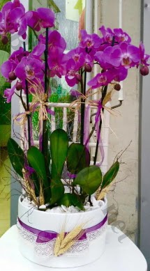 Seramik vazoda 4 dall mor lila orkide  Antalya Asya online iek gnderme sipari 