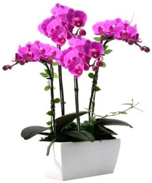 Seramik vazo ierisinde 4 dall mor orkide  Antalya Asya iek sat 