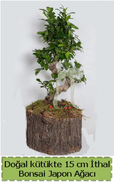 Doal ktkte thal bonsai japon aac  Antalya Asya iek gnderme 