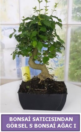 S dal erilii bonsai japon aac  Antalya Asya iek sat 