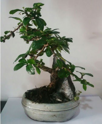 S eklinde ithal bonsai aac  Antalya Asya iek yolla 