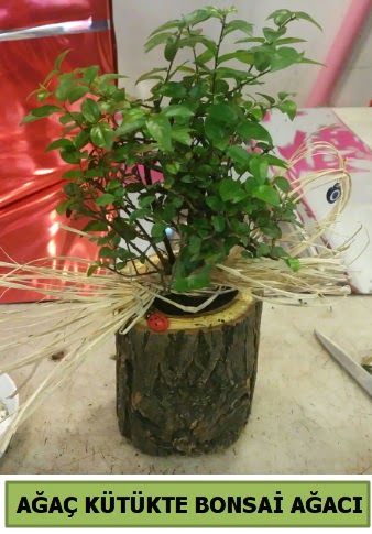Doal aa ktk ierisinde bonsai aac  Antalya Asya iek gnderme sitemiz gvenlidir 
