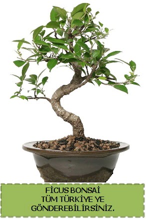 Ficus bonsai  Antalya Asya iek gnderme sitemiz gvenlidir 