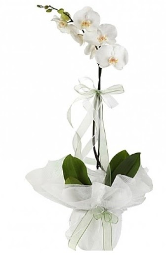 Tekli Beyaz Orkide  Antalya Asya hediye iek yolla 