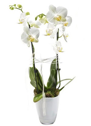 2 dall beyaz seramik beyaz orkide sakss  Antalya Asya iek gnderme sitemiz gvenlidir 