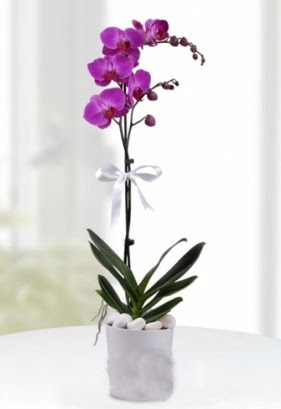 Tek dall saksda mor orkide iei  Antalya Asya iekiler 