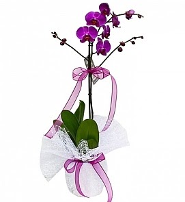 Tek dall saksda ithal mor orkide iei  Antalya Asya iekiler 