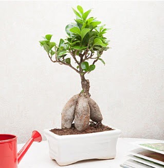 Exotic Ficus Bonsai ginseng  Antalya Asya iek servisi , ieki adresleri 