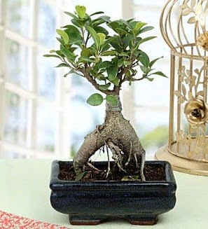 Appealing Ficus Ginseng Bonsai  Antalya Asya anneler gn iek yolla 