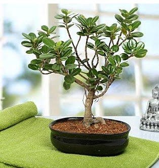 Lovely Ficus Iceland Bonsai  Antalya Asya anneler gn iek yolla 
