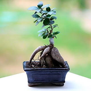 Marvellous Ficus Microcarpa ginseng bonsai  Antalya Asya iek siparii vermek 