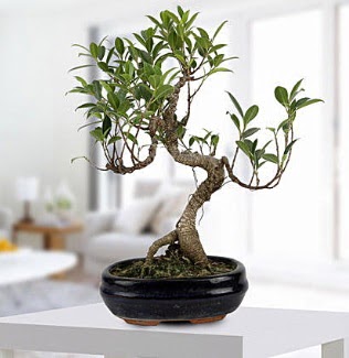 Gorgeous Ficus S shaped japon bonsai  Antalya Asya yurtii ve yurtd iek siparii 