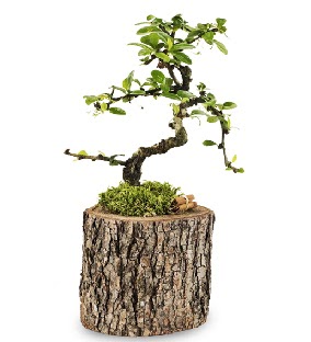Doal ktkte S bonsai aac  Antalya Asya iek sat 