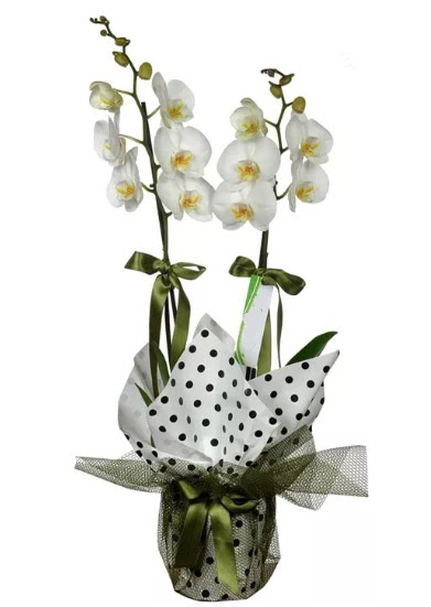ift Dall Beyaz Orkide  Antalya Asya 14 ubat sevgililer gn iek 