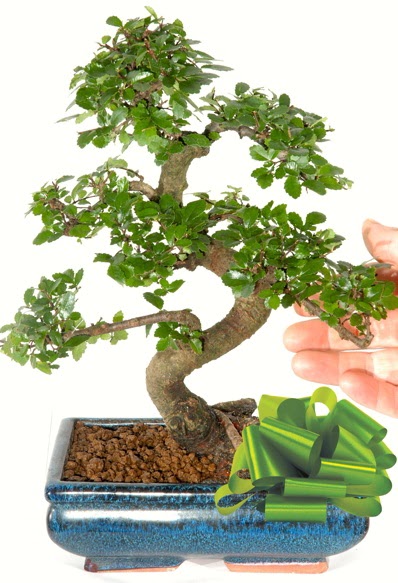 Yaklak 25 cm boyutlarnda S bonsai  Antalya Asya iek siparii sitesi 