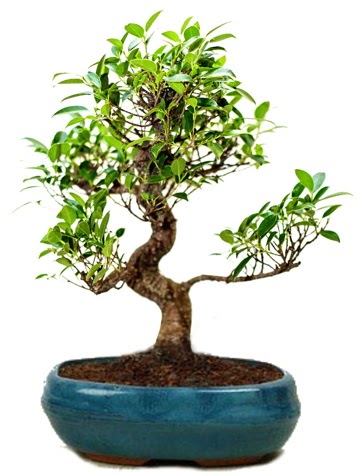 25 cm ile 30 cm aralığında Ficus S bonsai  Antalya Asya çiçek gönderme sitemiz güvenlidir 