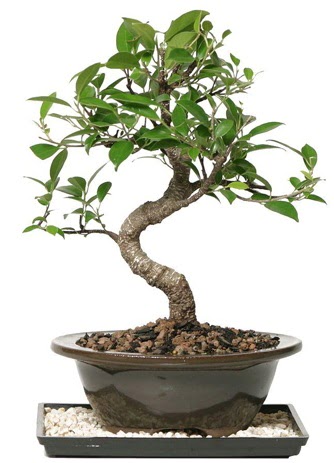 Altn kalite Ficus S bonsai  Antalya Asya ieki telefonlar  Sper Kalite