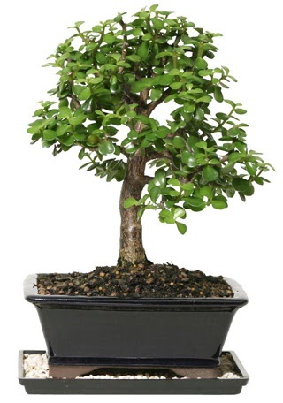 15 cm civar Zerkova bonsai bitkisi  Antalya Asya iek siparii sitesi 