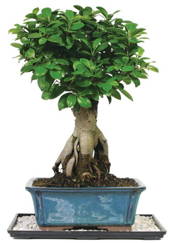 Bonsai Ginsing Grafted Ficus Bonsai  Antalya Asya iek yolla 