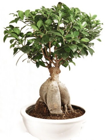 Ginseng bonsai japon aac ficus ginseng  Antalya Asya Melisa nternetten iek siparii 