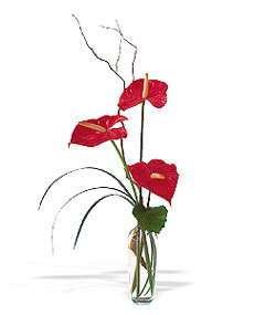  Antalya Asya çiçek siparişi sitesi  cam yada mika Vazoda 3 adet  antoryum