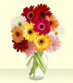  Antalya Asya çiçek yolla , çiçek gönder , çiçekçi   cam yada mika vazoda 15 özel gerbera