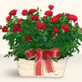  Antalya Asya Melisa İnternetten çiçek siparişi  11 adet kirmizi gül sepette