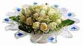 cam günes ve dolunay bembeyaz  Antalya Asya çiçek , çiçekçi , çiçekçilik 
