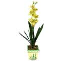 Özel Yapay Orkide Sari  Antalya Asya çiçek yolla , çiçek gönder , çiçekçi  
