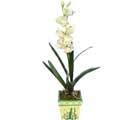 Özel Yapay Orkide Beyaz   Antalya Asya online çiçekçi , çiçek siparişi 