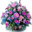 karisik mevsim kir çiçekleri  Antalya Asya çiçek gönderme sitemiz güvenlidir 
