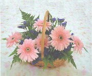gerbera çiçeklerinde sepet   Antalya Asya çiçek yolla 