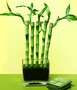  Antalya Asya 14 ubat sevgililer gn iek  Good Harmony Lucky Bamboo