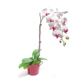 Antalya Asya çiçek gönderme  Saksida orkide