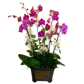  Antalya Asya cicek , cicekci  4 adet orkide çiçegi