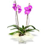  Antalya Asya çiçek satışı  Cam yada mika vazo içerisinde  1 kök orkide