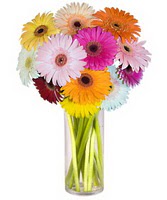  Antalya Asya internetten çiçek siparişi  Farkli renklerde 15 adet gerbera çiçegi