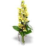  Antalya Asya Melisa İnternetten çiçek siparişi  cam vazo içerisinde tek dal canli orkide