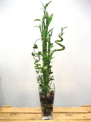 Lucky Bamboo sans melegi iegi  Antalya Asya cicek , cicekci 
