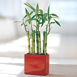 Lucky Bamboo sans melegi iegi  Antalya Asya yurtii ve yurtd iek siparii 
