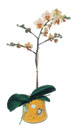  Antalya Asya online çiçek gönderme sipariş  Phalaenopsis Orkide ithal kalite