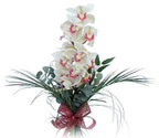 Antalya Asya çiçek siparişi sitesi  Dal orkide ithal iyi kalite