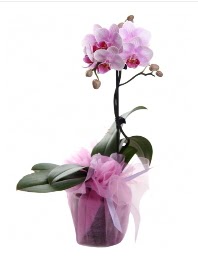1 dal pembe orkide saksı çiçeği  Antalya Asya kaliteli taze ve ucuz çiçekler 