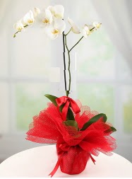 1 dal beyaz orkide saksı çiçeği  Antalya Asya yurtiçi ve yurtdışı çiçek siparişi 