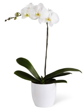 1 dallı beyaz orkide  Antalya Asya 14 şubat sevgililer günü çiçek 