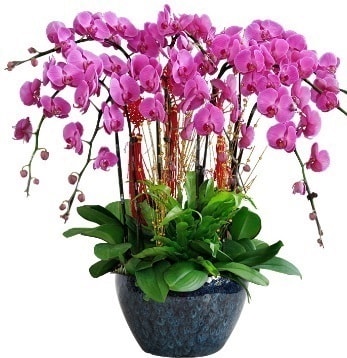 9 dallı mor orkide  Antalya Asya 14 şubat sevgililer günü çiçek 